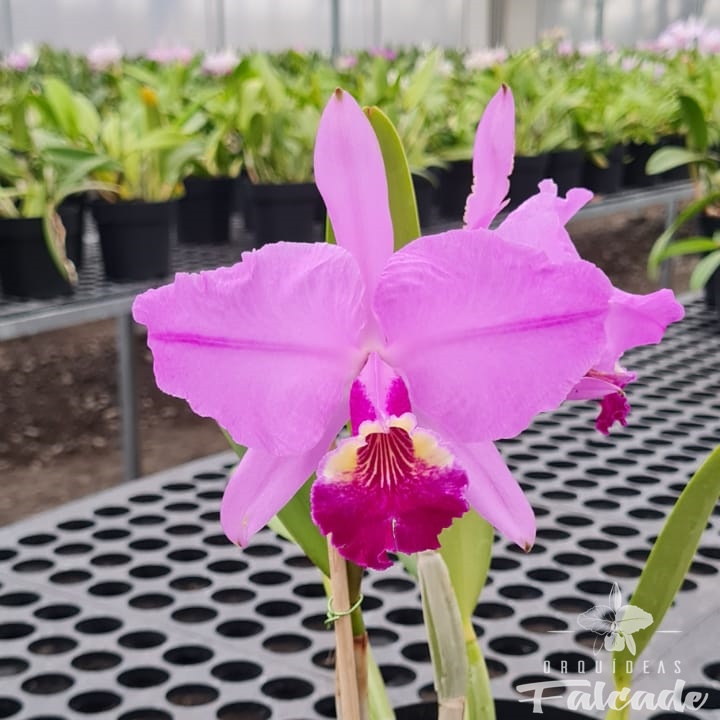 Cattleya lueddemanniana atropurpurea JF61