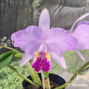 Cattleya lueddemanniana purpúrea JF62 – Orquídeas Falcade