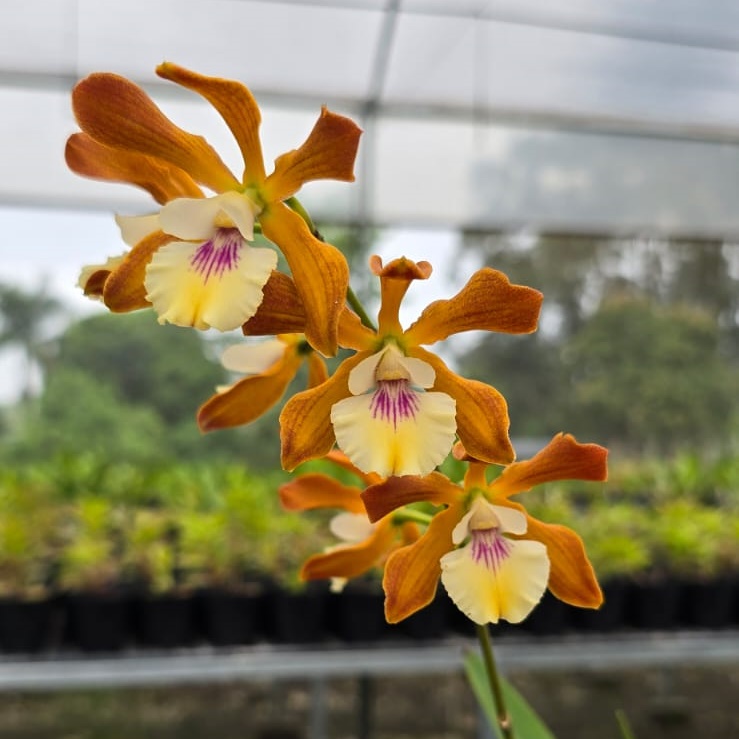 Encyclia